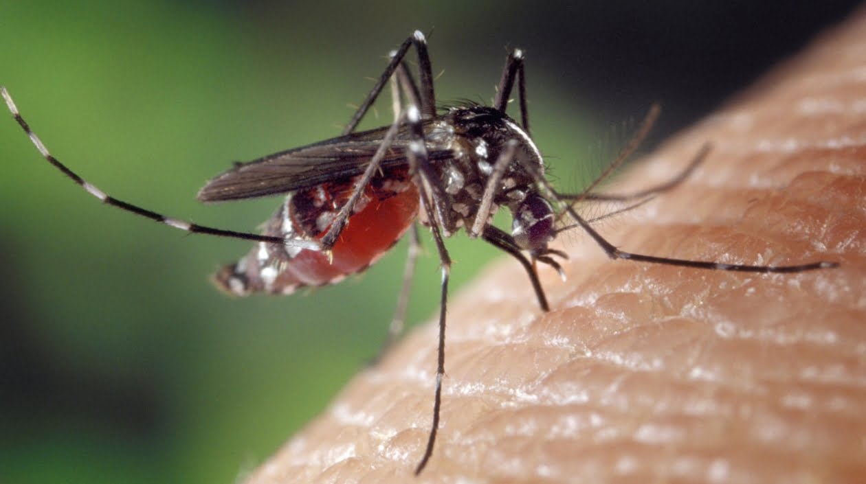 mmosquito del zika