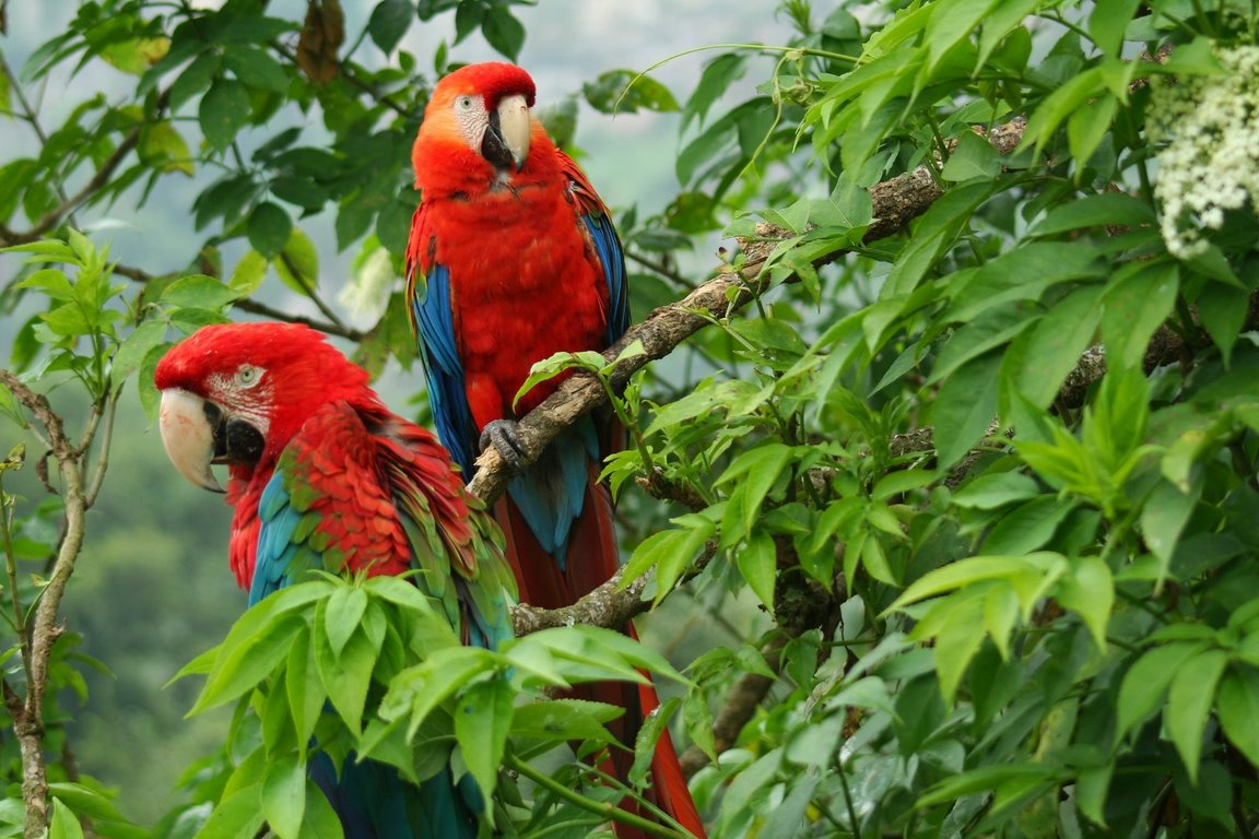 Resultado de imagen para colombia fauna y flora