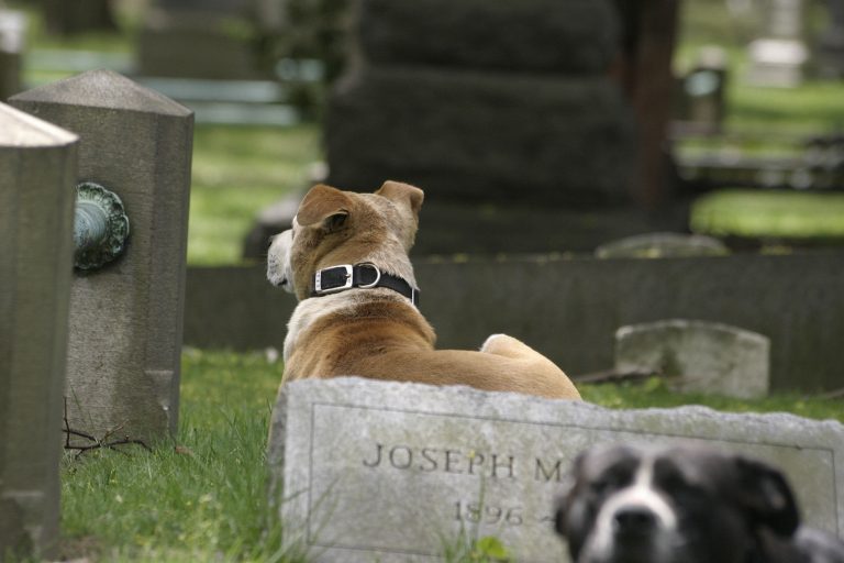 Humanos y mascotas unidos hasta la muerte