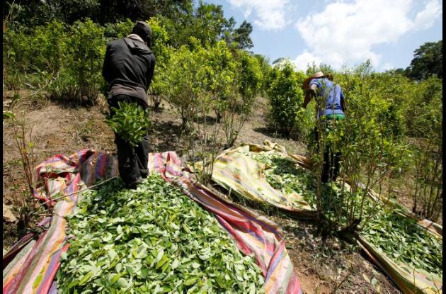 En Colombia está el 68.5% de los cultivos de coca del mundo, según Oficina  de Naciones Unidas contra la Droga y el Delito - 360 Radio