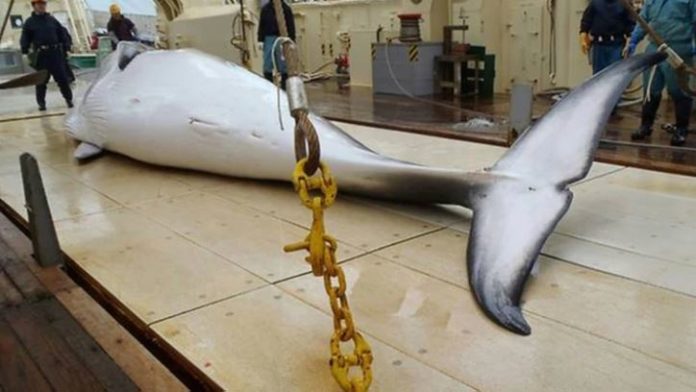 Ballenas