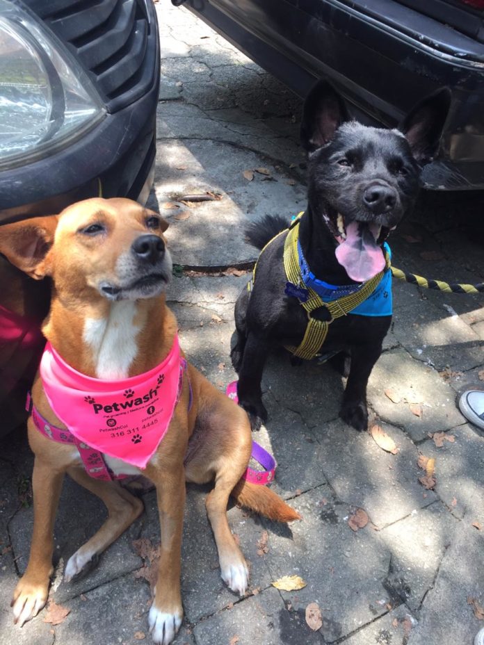 Perros