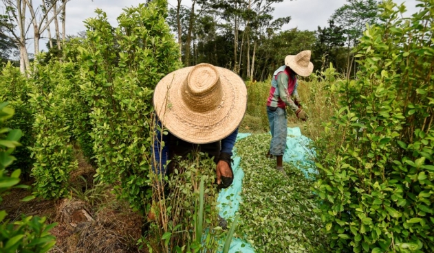 Gobierno no podrá cumplir la meta de erradicación manual de cultivos ilícitos este año