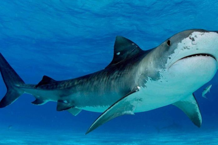 Pesca de tiburones