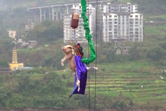 cerdo en bungee