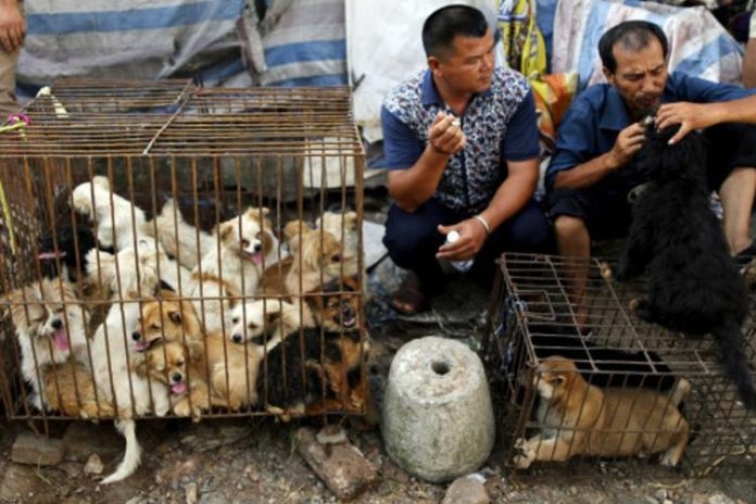 Perros y gatos en china