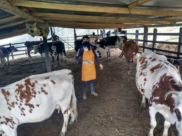 Se ha vacunado el 35% del hato bovino nacional, con campaña antiaftosa