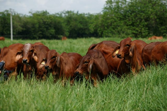 wsi-imageoptim-5-Corteva-Ganaderia-en-pasturas-4-2-640x426
