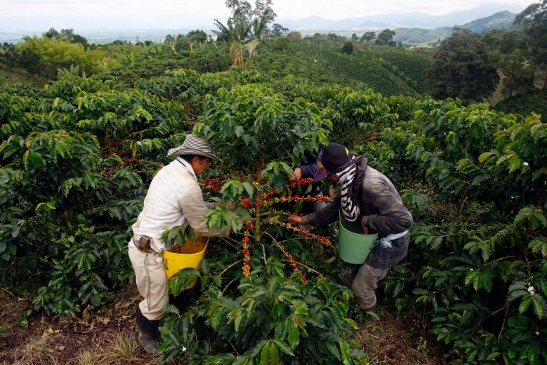 En febrero cayó en 16% la producción de café en Colombia