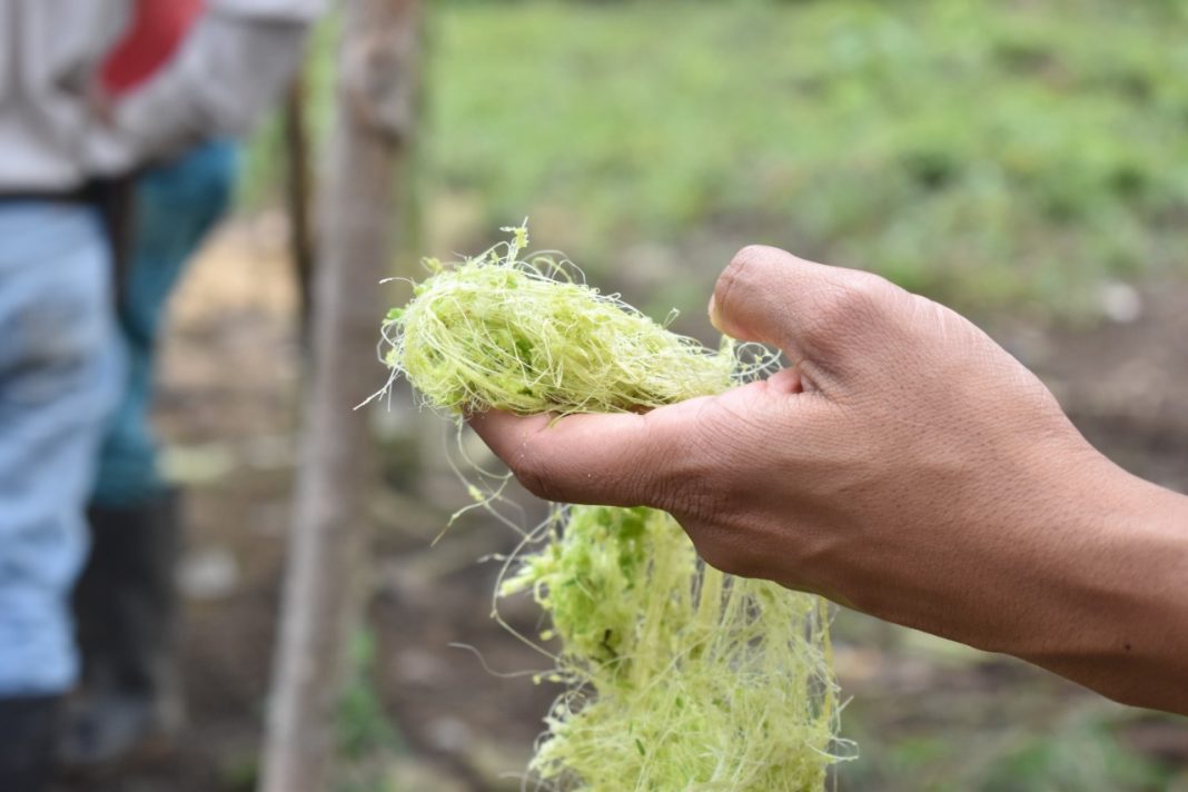 Conozca la nueva alternativa de fibra para confeccionar jeans