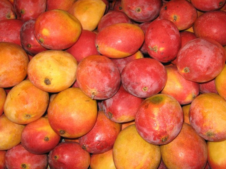 Mango colombiano llegará al mercado de Estados Unidos