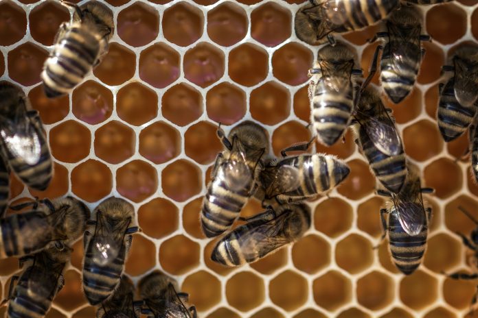 Estado colombiano es demandado por muerte masiva de abejas