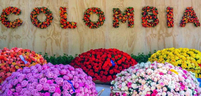 Exportación de flores colombianas romperá récord para San Valentín