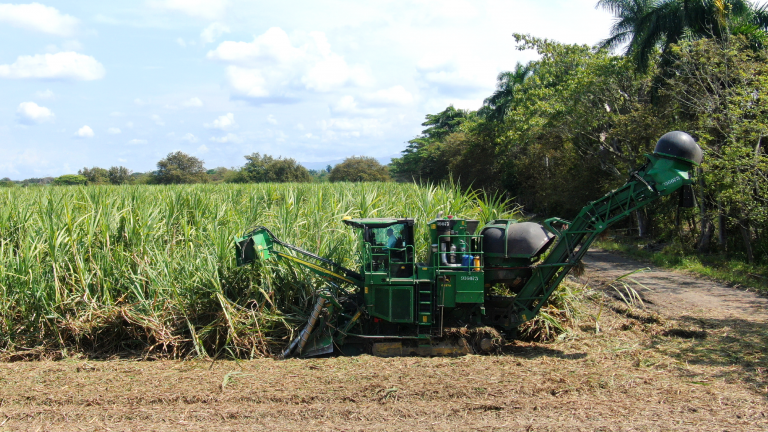 Ingenio Providencia y su apuesta por la producción de azúcar orgánica