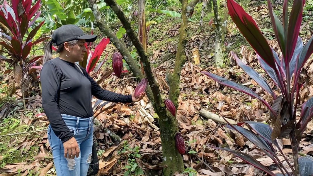 En Antioquia inauguran Rutas Turísticas Piscícolas y del Cacao para el apoyo de las víctimas de la violencia