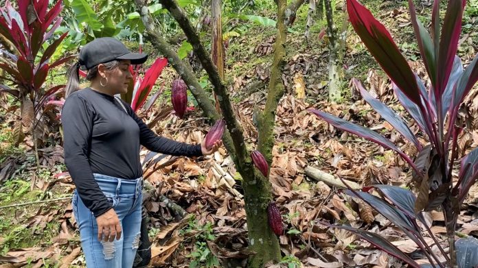En Antioquia inauguran Rutas Turísticas Piscícolas y del Cacao para el apoyo de las víctimas de la violencia En Antioquia inauguran Rutas Turísticas Piscícolas y del Cacao para el apoyo de las víctimas de la violencia