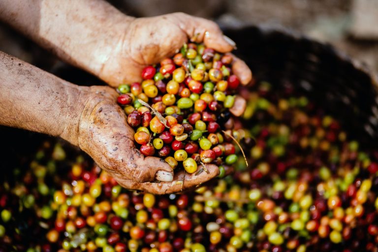 Los 13 mayores productores de café del mundo: Colombia se ubica en el puesto 3