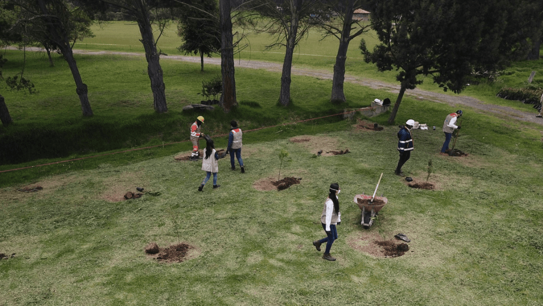 Árboles sembrados en Poryecto ANI