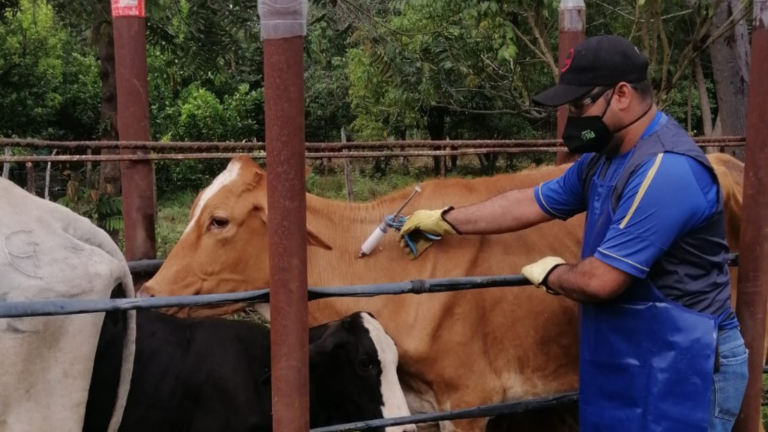 A pesar del invierno, en 8 días Colombia vacunó contra aftosa 2,3 millones de bovinos y bufalinos