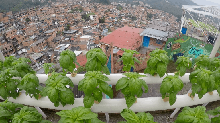 Avianca apoya proyecto ambiental en Comuna 13 de Medellín