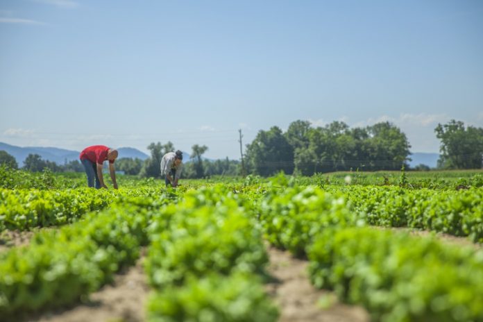 Reforma agraria e industrialización del campo