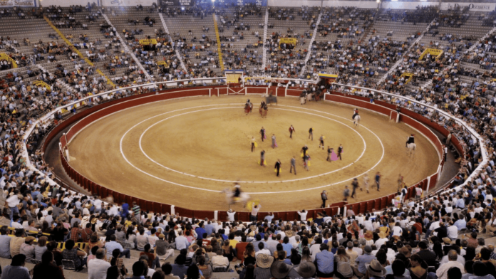 Toros en Cañaveralejo