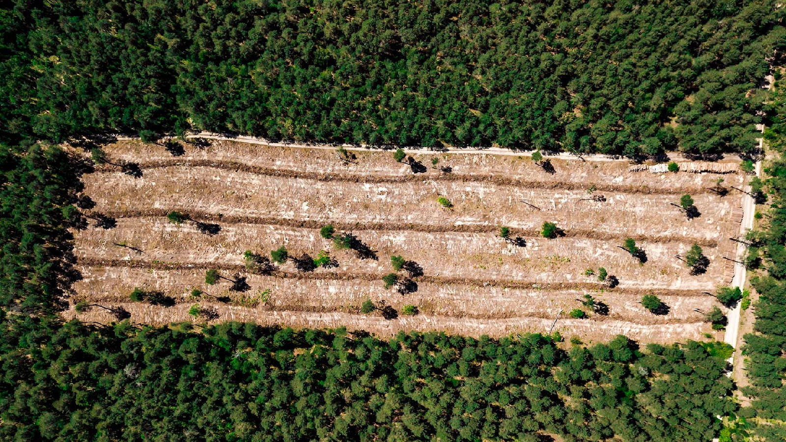 El MinAmbiente crea de la primera empresa en familias que viven en áreas de deforestación