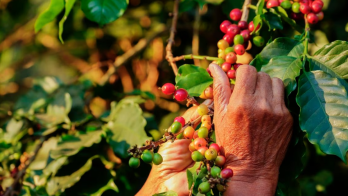 Producción de Café en Colombia