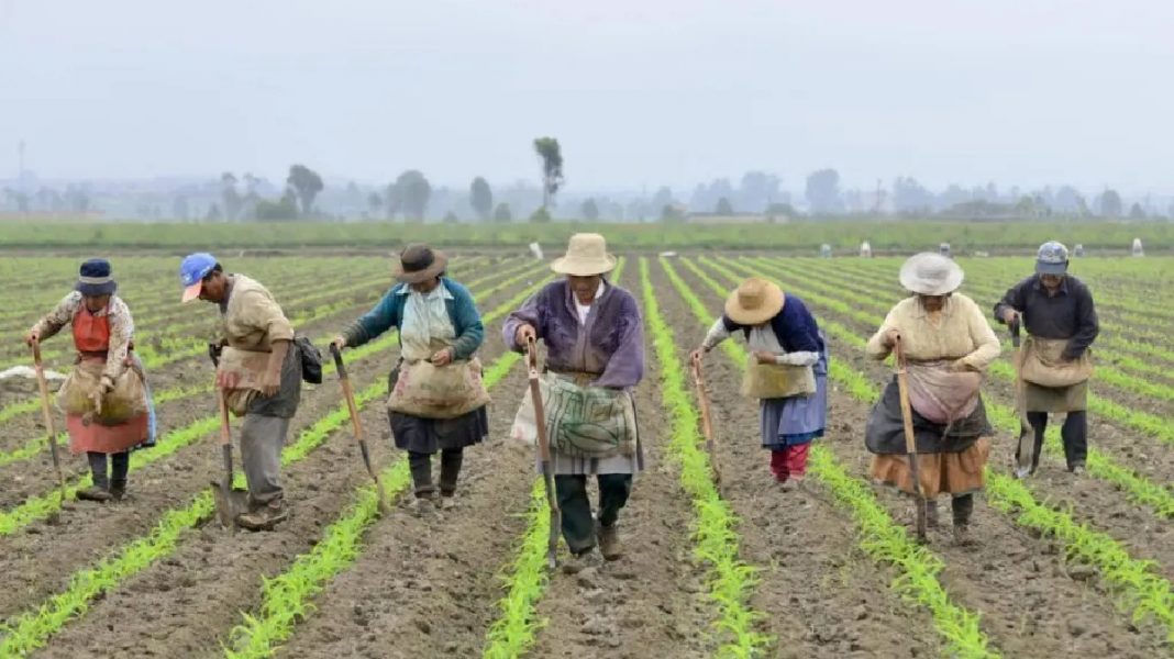 Se aprueba 147.634 hectáreas de tierra productiva para la Reforma Agraria