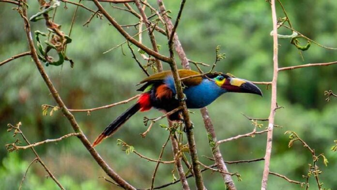 Colombia cuenta la mayor cantidad de especies de aves a nivel mundial