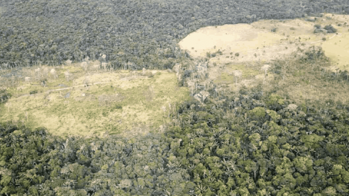 Deforestación en Colombia tuvo una reducción de cerca de 10% durante el 2022