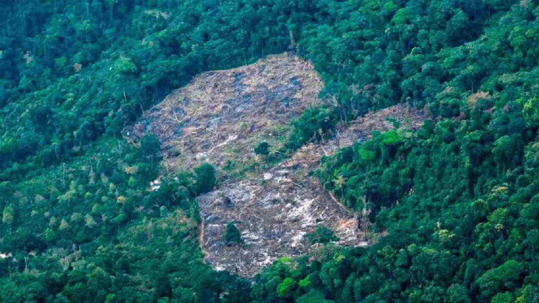Gobierno crea grupo de análisis financiero para detectar la deforestación en Colombia