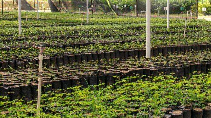 Drummond Ltd. aporta a la conservación del bosque seco tropical con la siembra de árboles, en el Cesar