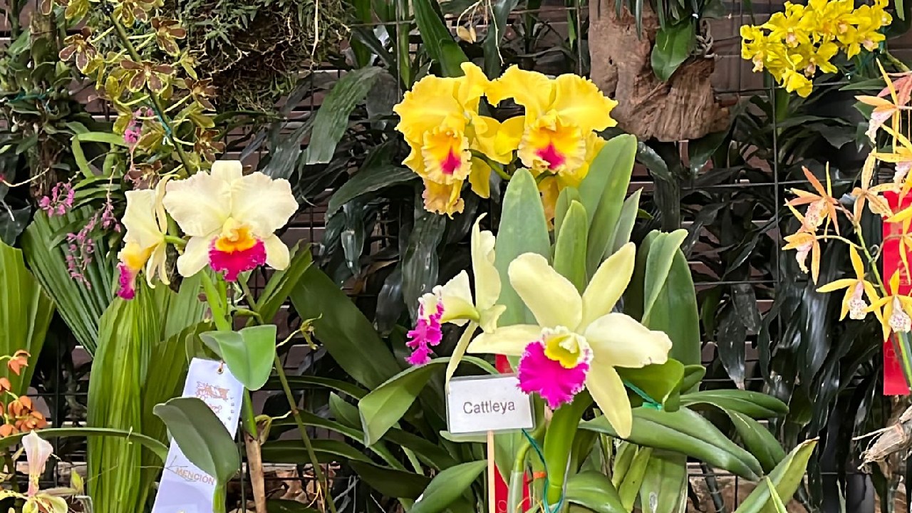 Orquídeas