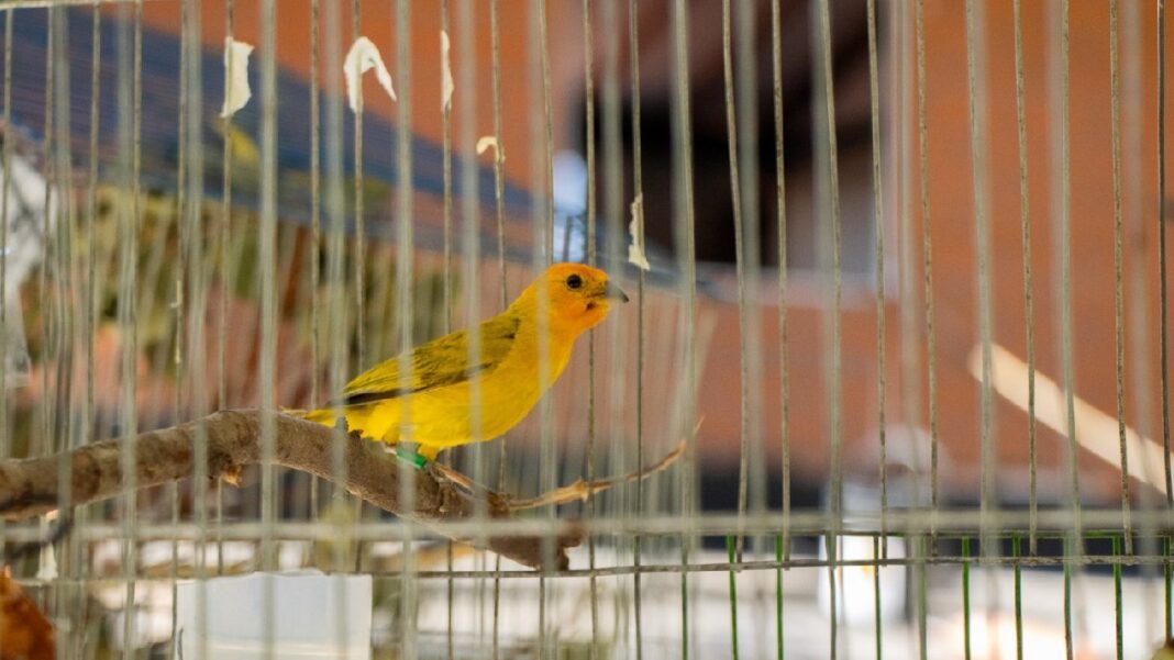 Cornare y Policia realizan operativo para salvaguardar canarios silvestres en San Rafael