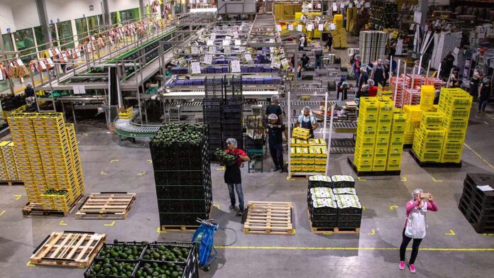 Exportaciones agropecuarias de Colombia retroceden un 15.2% en los primeros 10 meses de 2023