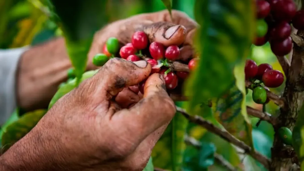 La producción de café durante el mes de diciembre tuvo un notable crecimiento del 24% lo cual represento para la industria cafetera un crecimiento del 2% con respecto al 2022 con un total de 11,35 millones de sacos en el 2023.