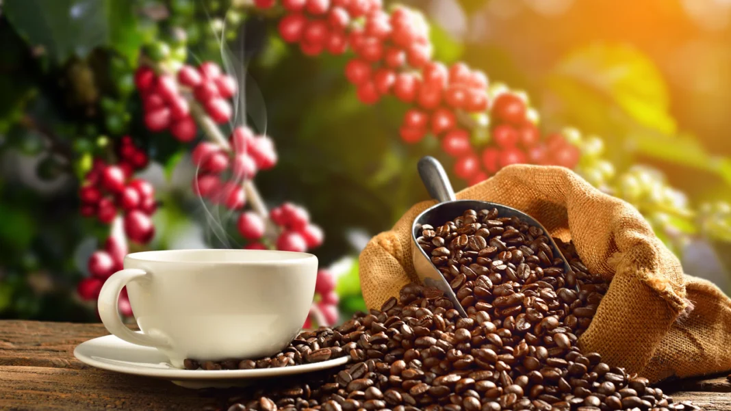 La producción de café en Colombia experimentó un aumento significativo del 11% durante el periodo comprendido entre febrero de 2023 y enero de 2024, según revela el último informe de la Federación Nacional de Cafeteros.