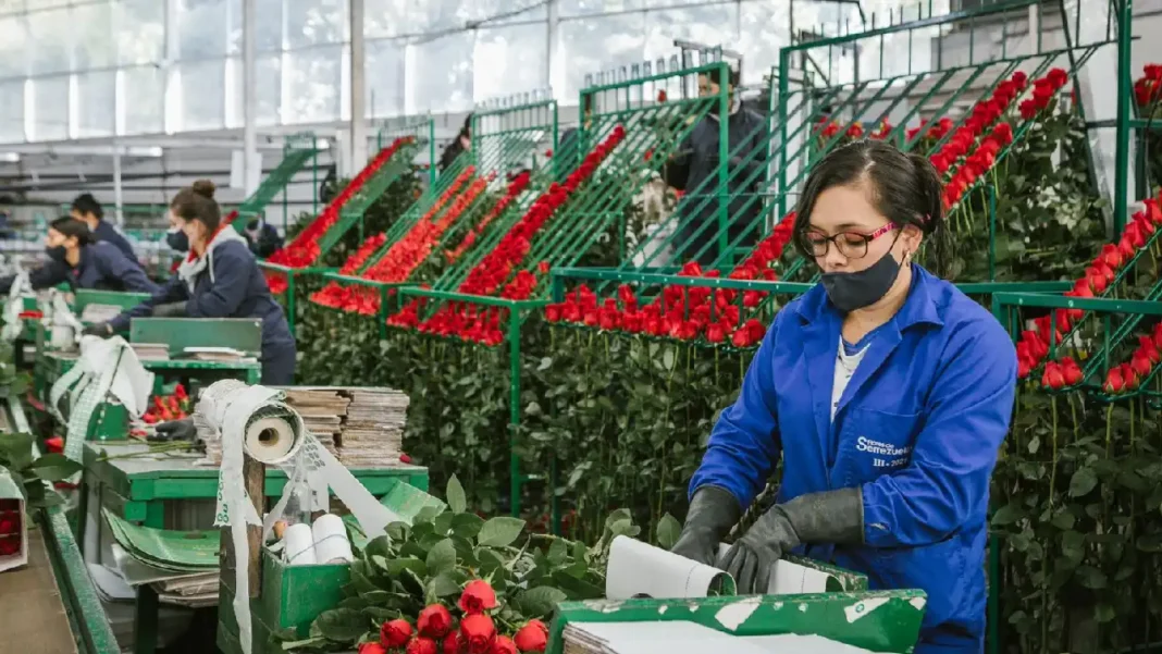 Colombia el gigante floricultor que conquista corazones en San Valentín