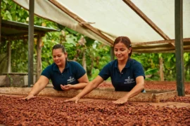Nutresa firmará un acuerdo con el Gobierno Nacional para invertir un billón de pesos al sector cacaotero colombiano