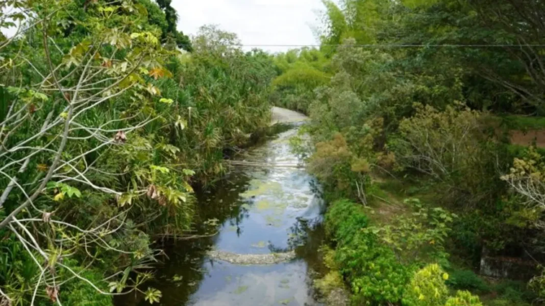 Sector agroindustrial de la caña tomó fuertes medidas para afrontar fenómeno del niño