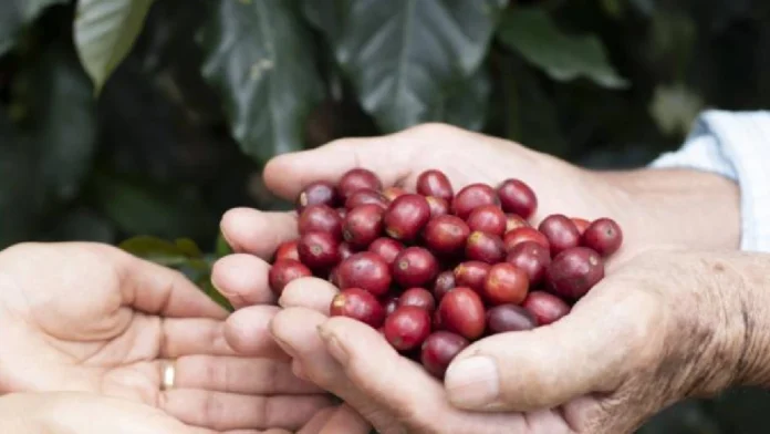 Producción de café creció 8% en marzo, pese a dificultades que expresan desde el gremio