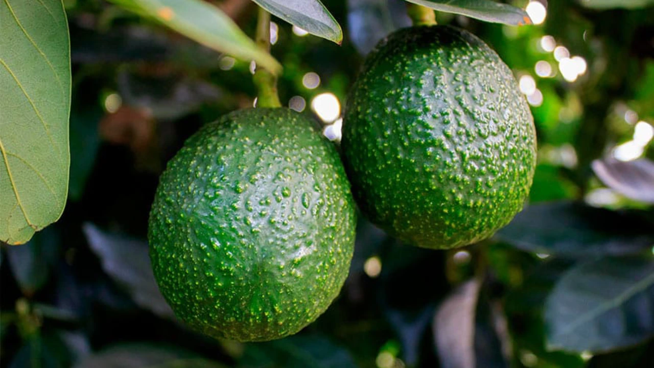 GreenYellow Colombia duplica la capacidad de almacenamiento en frío de Mountain Avocado, la empresa exportadora de aguacate Hass