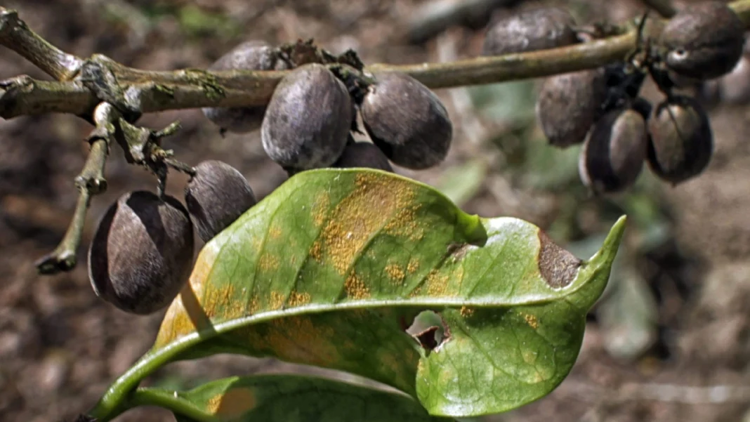 El aumento preocupante en la infestación de broca en cafetales colombianos durante enero de 2024, revelado por el Centro Nacional de Investigaciones de Café (Cenicafé), plantea serias amenazas para la economía cafetalera del país.