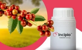 Incipio un producto que ayuda a combatir la broca en los cultivos de café