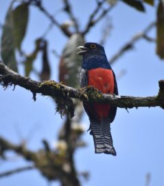 El avistamiento de Aves impulsa a Colombia