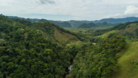 Día Mundial del Medio Ambiente: Fundación Grupo Argos impulsa conservación en Colombia