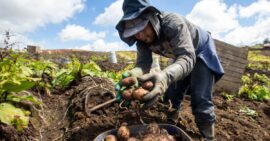 La reforma agraria es una de las promesas centrales de la campaña de Gustavo Petro, quien asumió la presidencia con la misión de abordar las profundas desigualdades en el campo colombiano.