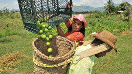 Finagro reafirma su posición como líder en el financiamiento del sector agropecuario colombiano