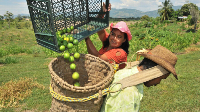 Aranceles de Trump: Agro colombiano en vilo con EE. UU. por oportunidades que se abren para México